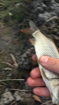 调鱼浮视频,视频教学带你轻松捕鱼