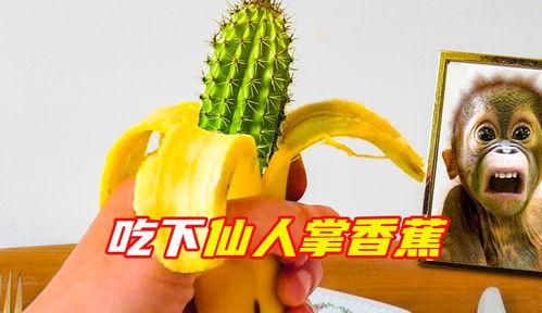 吃仙人掌视频,揭秘仙人掌美食之旅