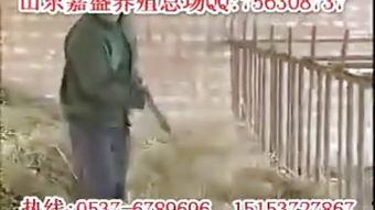 馿配馿视频,趣味横生的短视频盛宴