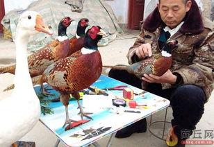 山鸡标本制作方法视频